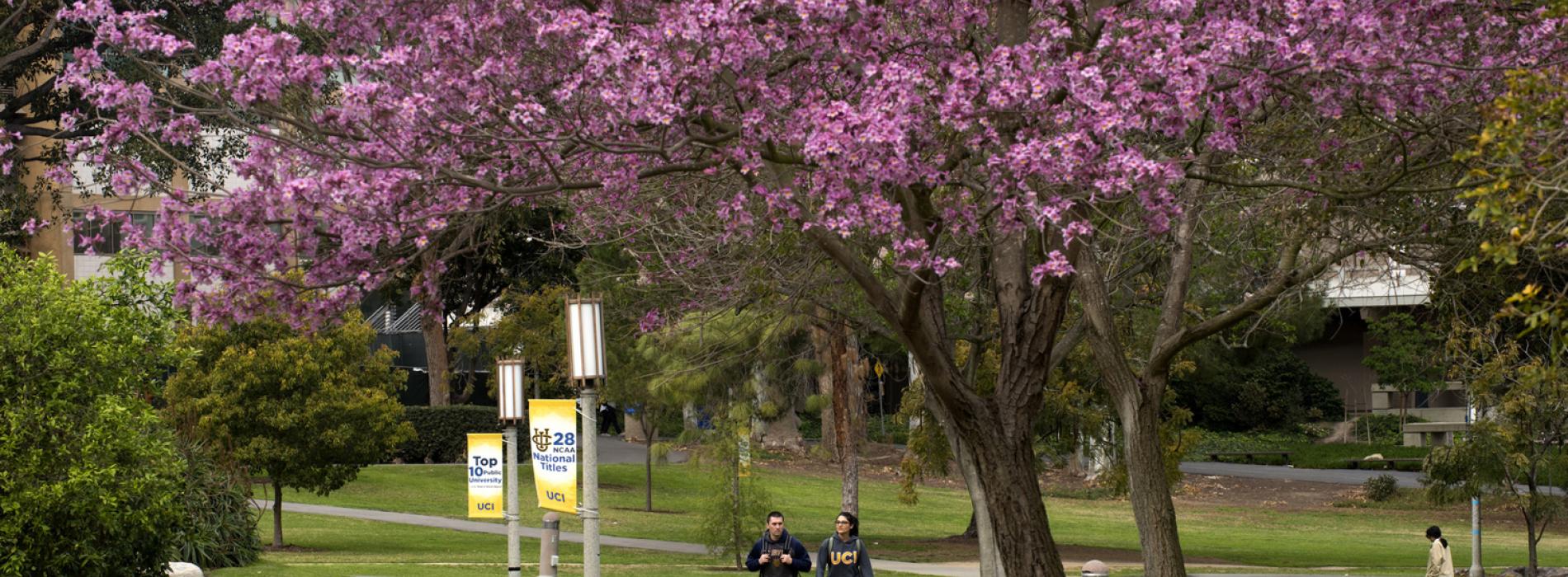 Jacaranda Trees in Aldrich Park at UC Irvine